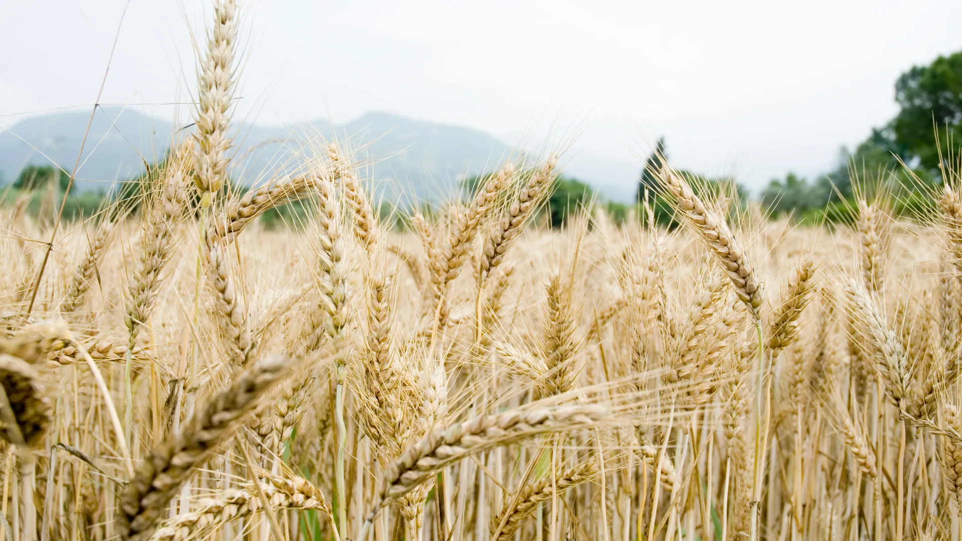 A10Grain About Us Visual