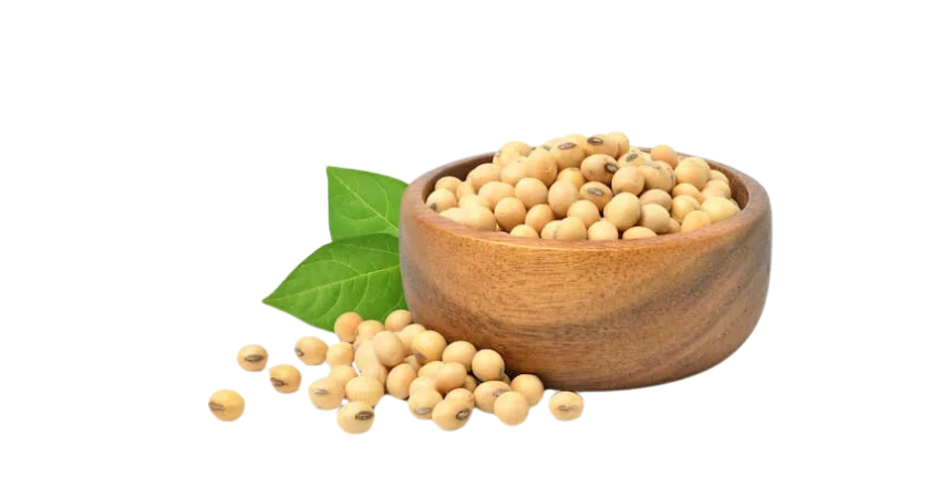 A10Grain Soya Ticareti Hizmeti